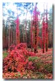 Dahlener Heide