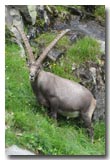 Gran Paradiso